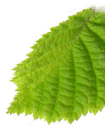 frunza