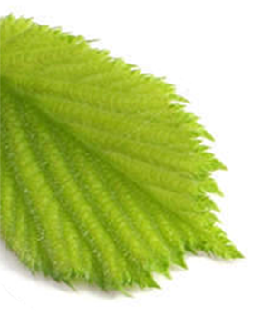 frunza